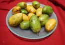 Here’s Why Native Trees and Fruits are Important for Philippine Agrobiodiversity